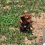dog, brown_dog, small_dog, outdoor, grass, sand, harness, pet, animal, nature, sunlight, daylight, sitting, looking_away, ears, fur, canine, ground, greenery, quiet