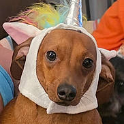 Coco joined the competition — help win amazing prizes! dog, costume, unicorn, pet, brown_dog, cute, animal, indoor, portrait, face, eyes, ears, whimsical, colorful, fabric, furry, hand, person_holding, closeup, adorable