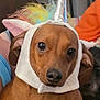 dog, costume, unicorn, pet, brown_dog, cute, animal, indoor, portrait, face, eyes, ears, whimsical, colorful, fabric, furry, hand, person_holding, closeup, adorable