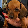 Coco is registered to the contest to win money with this photo: puppy, dog, brown, close_up, hand, person, nails, red_nails, indoor, furniture, chain, shirt, cute, pet, animal, blurred, face, holding, paw, background