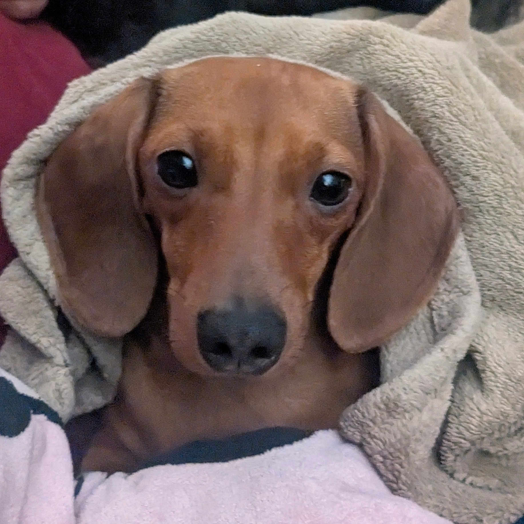 Coco is registered to the contest to win money with this photo: animal, blanket, brown, canine, closeup, comfort, cozy, cute, dachshund, dog, ears, expression, face, fur, indoor, pet, portrait, resting, snuggled, soft
