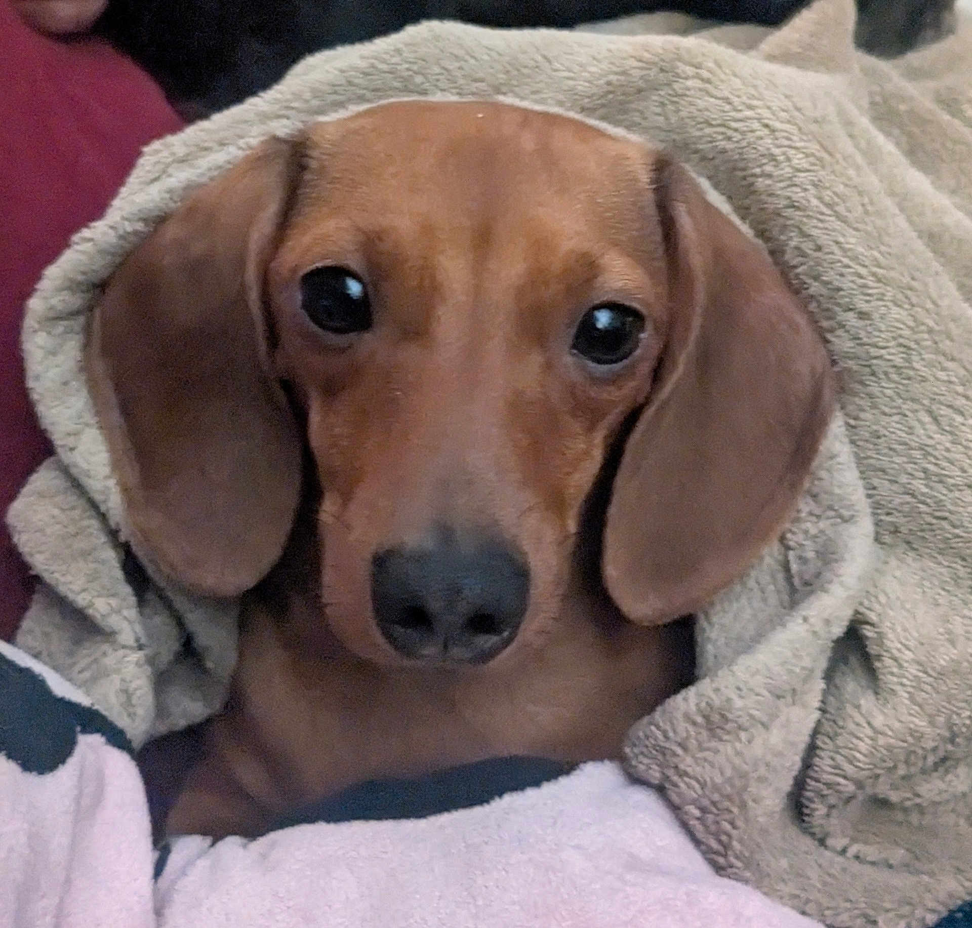 Coco is registered to the contest to win money with this photo: dog, dachshund, blanket, cozy, pet, animal, ears, face, snuggled, soft, brown, cute, fur, indoor, portrait, expression, comfort, closeup, canine, resting
