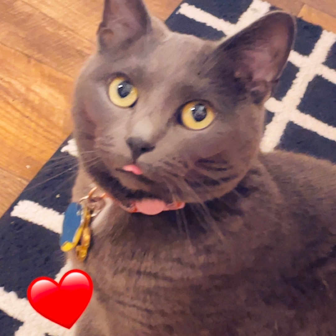 Absinthe joined the competition — help win amazing prizes! abyssinian, accessories, animal, applique, cat, egyptiancat, hardwood, heart, homedecor, indoors, interiordesign, kitten, manx, pattern, pet, plush, rug, symbol, toy, wood