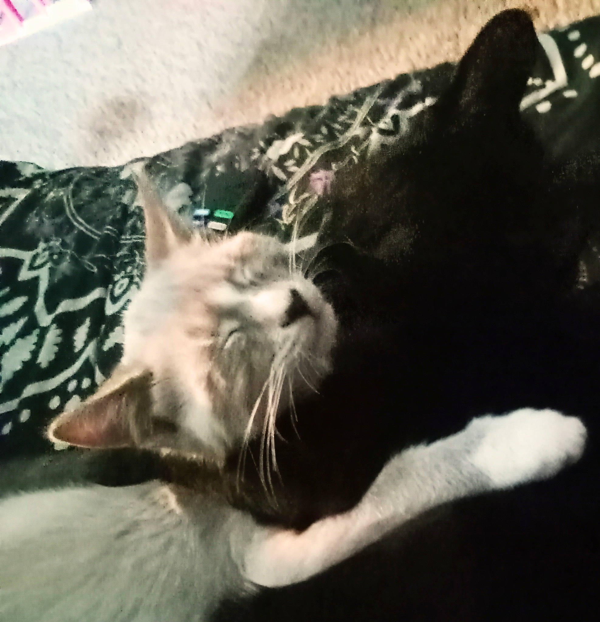 Foxy joined the competition — help win amazing prizes! carnivore, cat, claw, cloud, comfort, domestic_short_haired_cat, fang, felidae, foot, fur, monochrome, monochrome_photography, paw, small_to_medium_sized_cats, snout, tail, whiskers, window, yawn