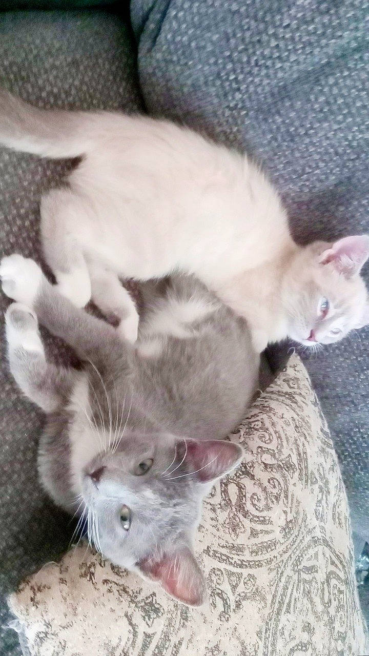 Foxy joined the competition — help win amazing prizes! carnivore, cat, claw, comfort, domestic_short_haired_cat, fawn, felidae, fur, paw, small_to_medium_sized_cats, snout, tail, terrestrial_animal, whiskers