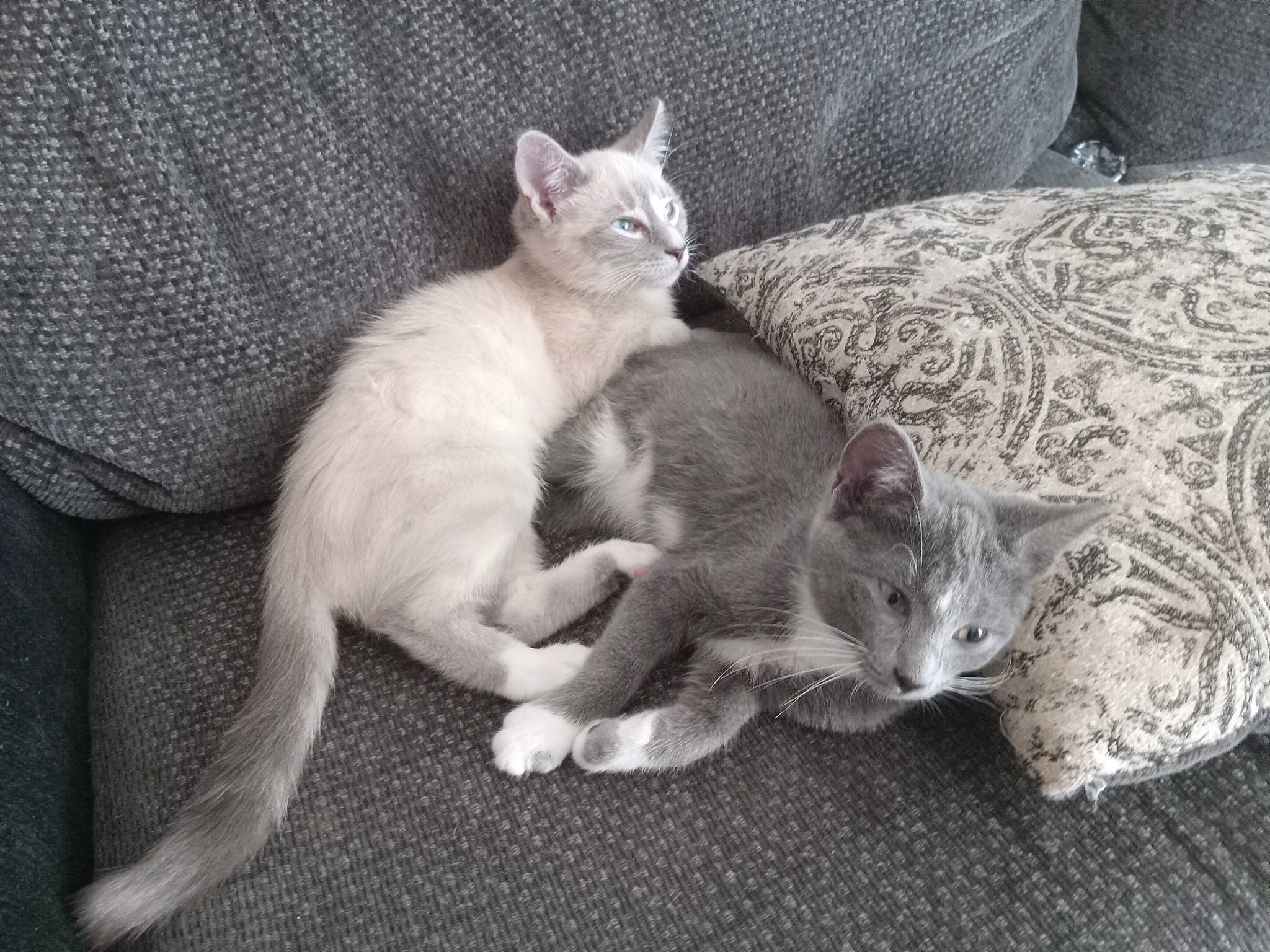 Foxy joined the competition — help win amazing prizes! carnivore, cat, claw, comfort, couch, domestic_short_haired_cat, fawn, felidae, fur, grey, paw, small_to_medium_sized_cats, snout, tail, whiskers