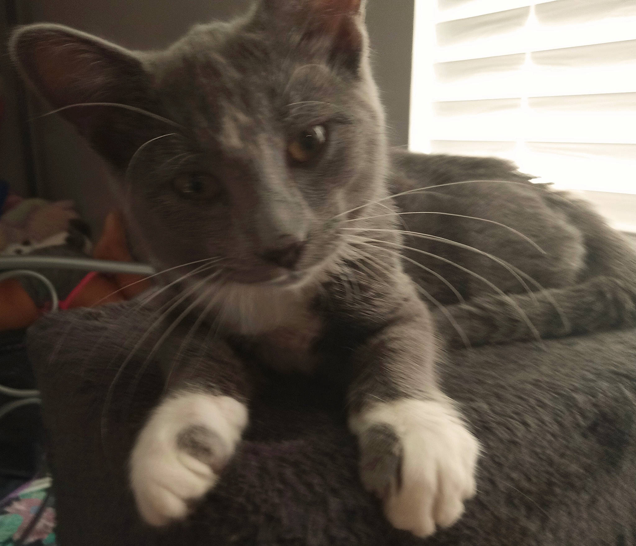 Stormy joined the competition — help win amazing prizes! carnivore, cat, claw, comfort, domestic_short_haired_cat, ear, felidae, fur, monochrome_photography, paw, small_to_medium_sized_cats, snout, tail, terrestrial_animal, whiskers, window, window_blind