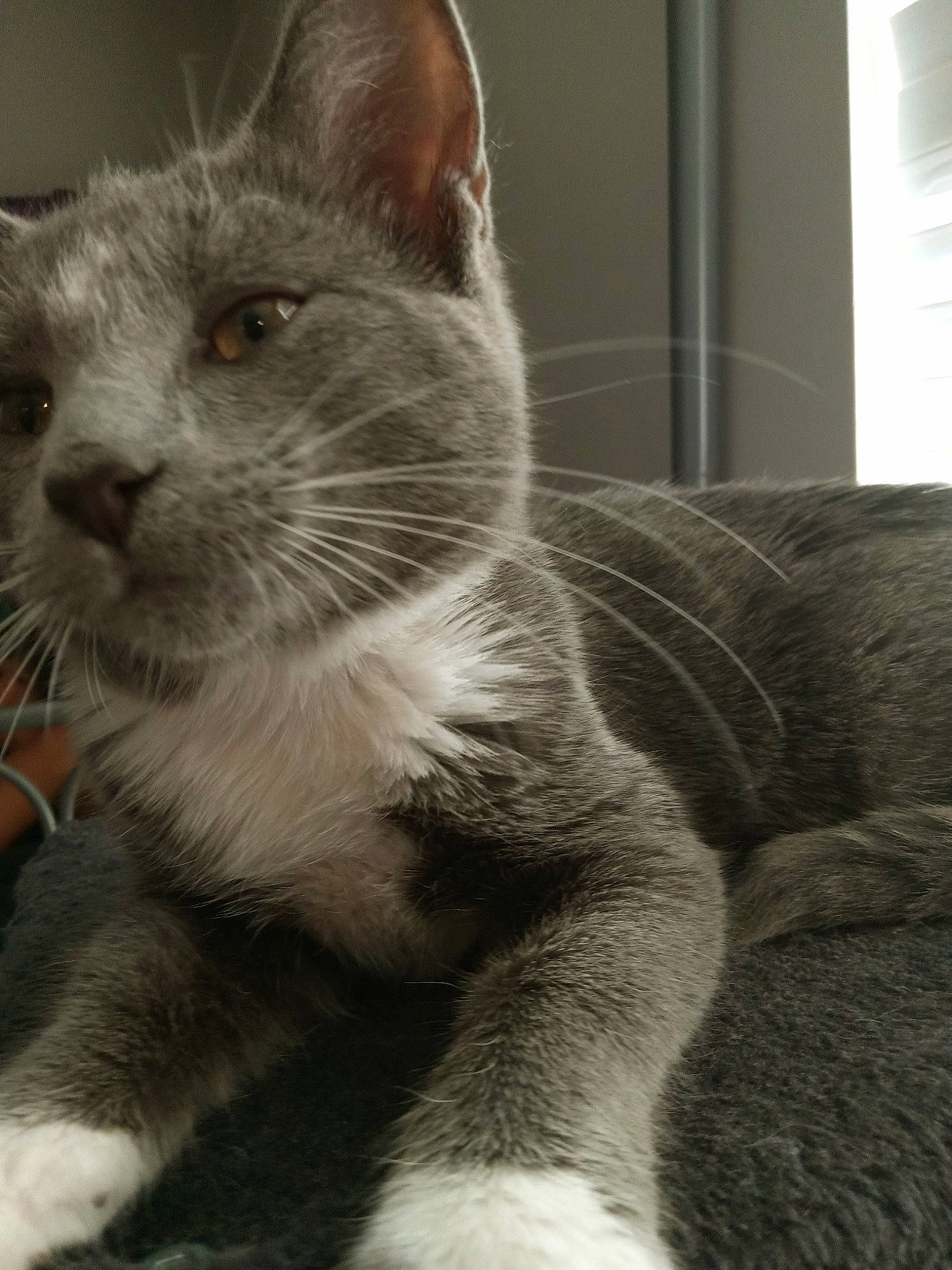 Stormy joined the competition — help win amazing prizes! carnivore, cat, claw, domestic_short_haired_cat, felidae, fur, grey, paw, sitting, small_to_medium_sized_cats, snout, tail, terrestrial_animal, whiskers, window