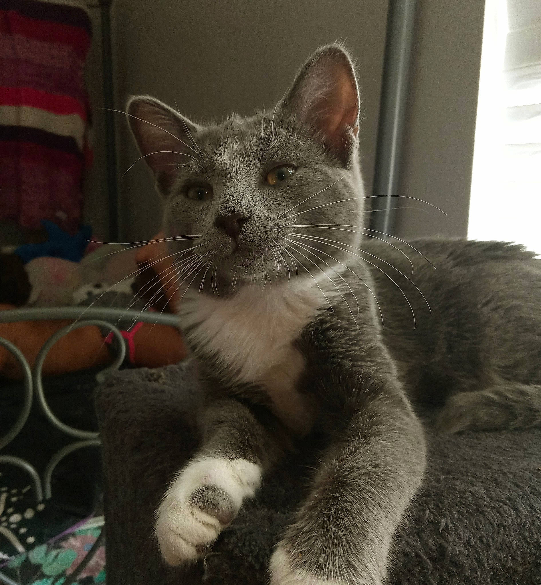 Stormy is registered to the contest to win money with this photo: carnivore, cat, cat_supply, claw, comfort, curtain, domestic_short_haired_cat, felidae, fur, grey, paw, russian_blue, small_to_medium_sized_cats, snout, terrestrial_animal, whiskers, window