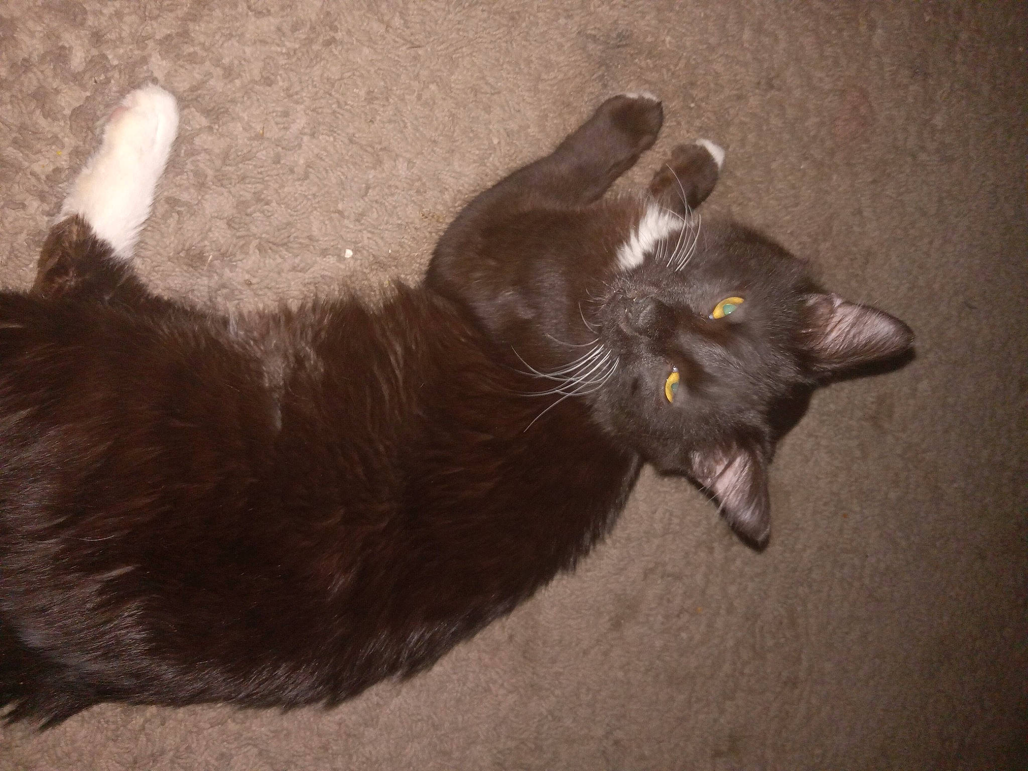 Oreo is registered to the contest to win money with this photo: black_cat, bombay, carnivore, cat, claw, domestic_short_haired_cat, felidae, flooring, fur, grey, paw, road_surface, shadow, small_to_medium_sized_cats, snout, tail, terrestrial_animal, vertebrate, whiskers