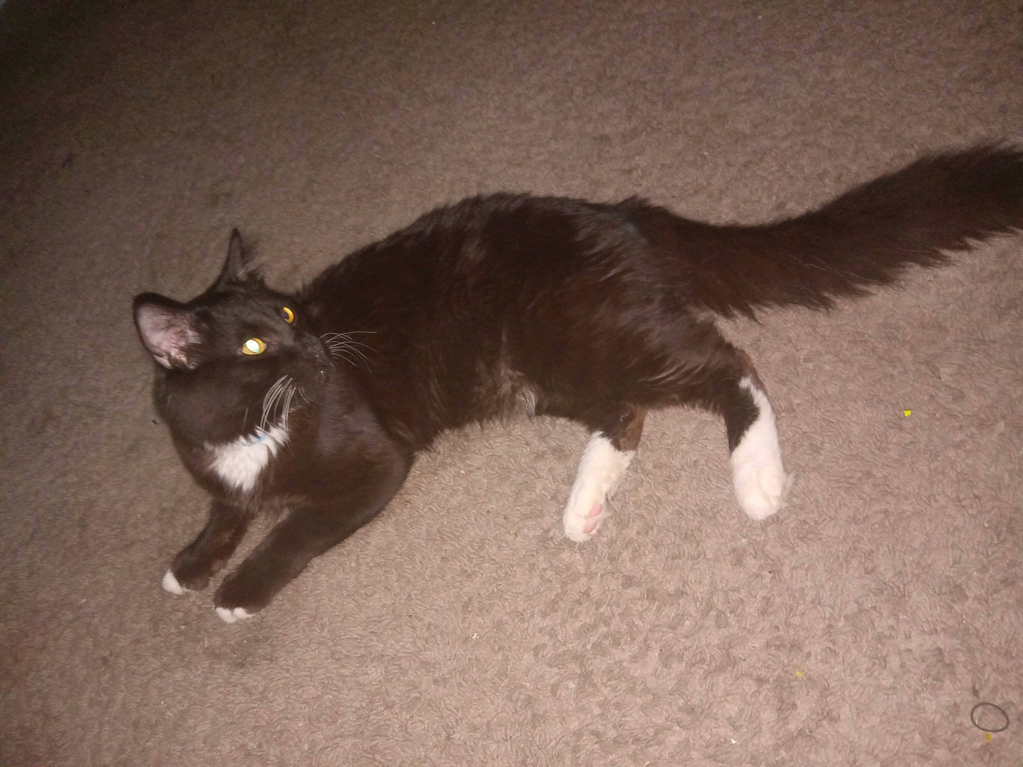Oreo is registered to the contest to win money with this photo: black_cat, carnivore, cat, claw, darkness, domestic_short_haired_cat, felidae, flooring, fur, paw, plant, road_surface, shadow, small_to_medium_sized_cats, tail, terrestrial_animal, tints_and_shades, whiskers