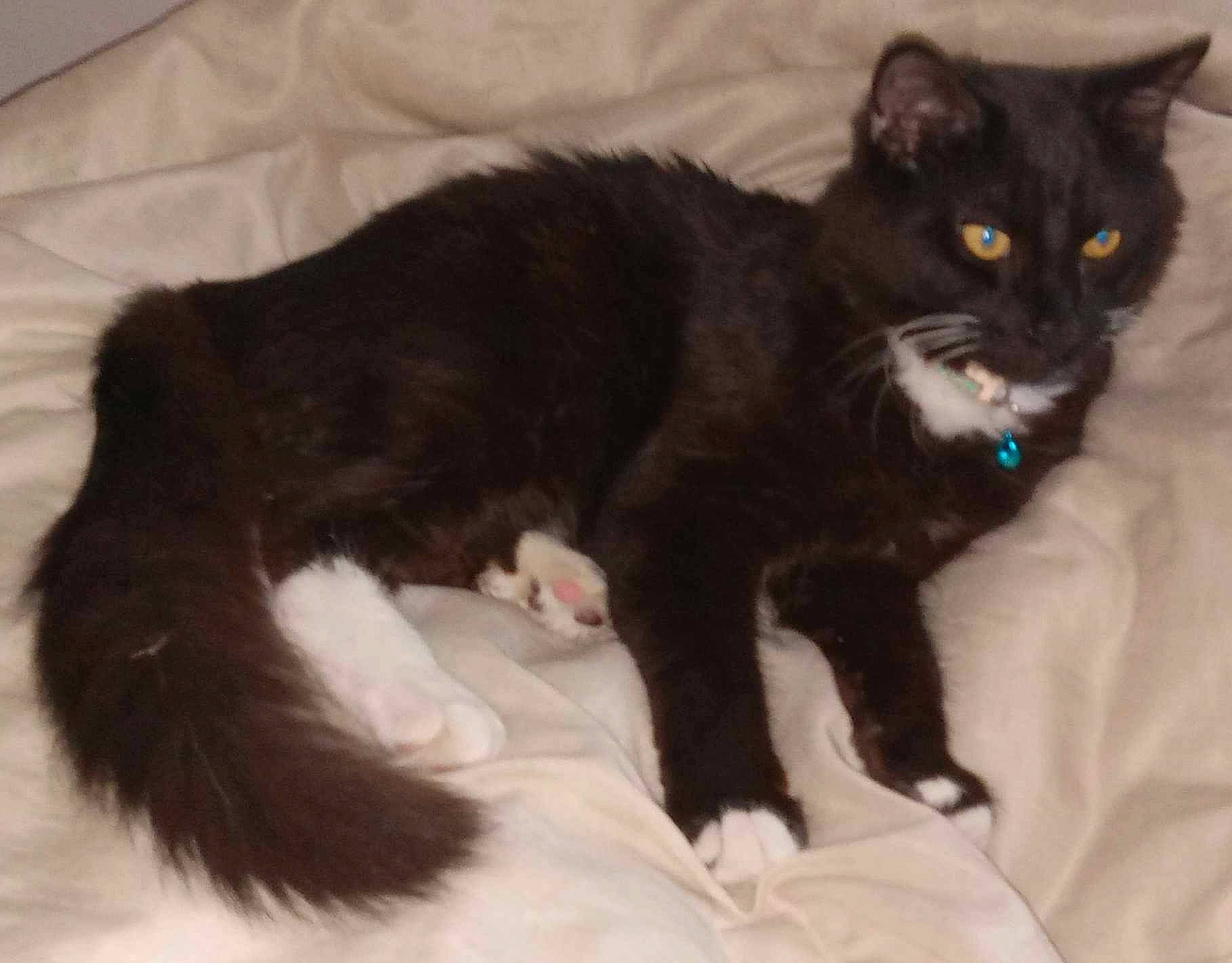 Oreo joined the competition — help win amazing prizes! black_cat, bombay, carnivore, cat, cat_supply, claw, comfort, domestic_short_haired_cat, felidae, fur, paw, small_to_medium_sized_cats, snout, tail, terrestrial_animal, whiskers