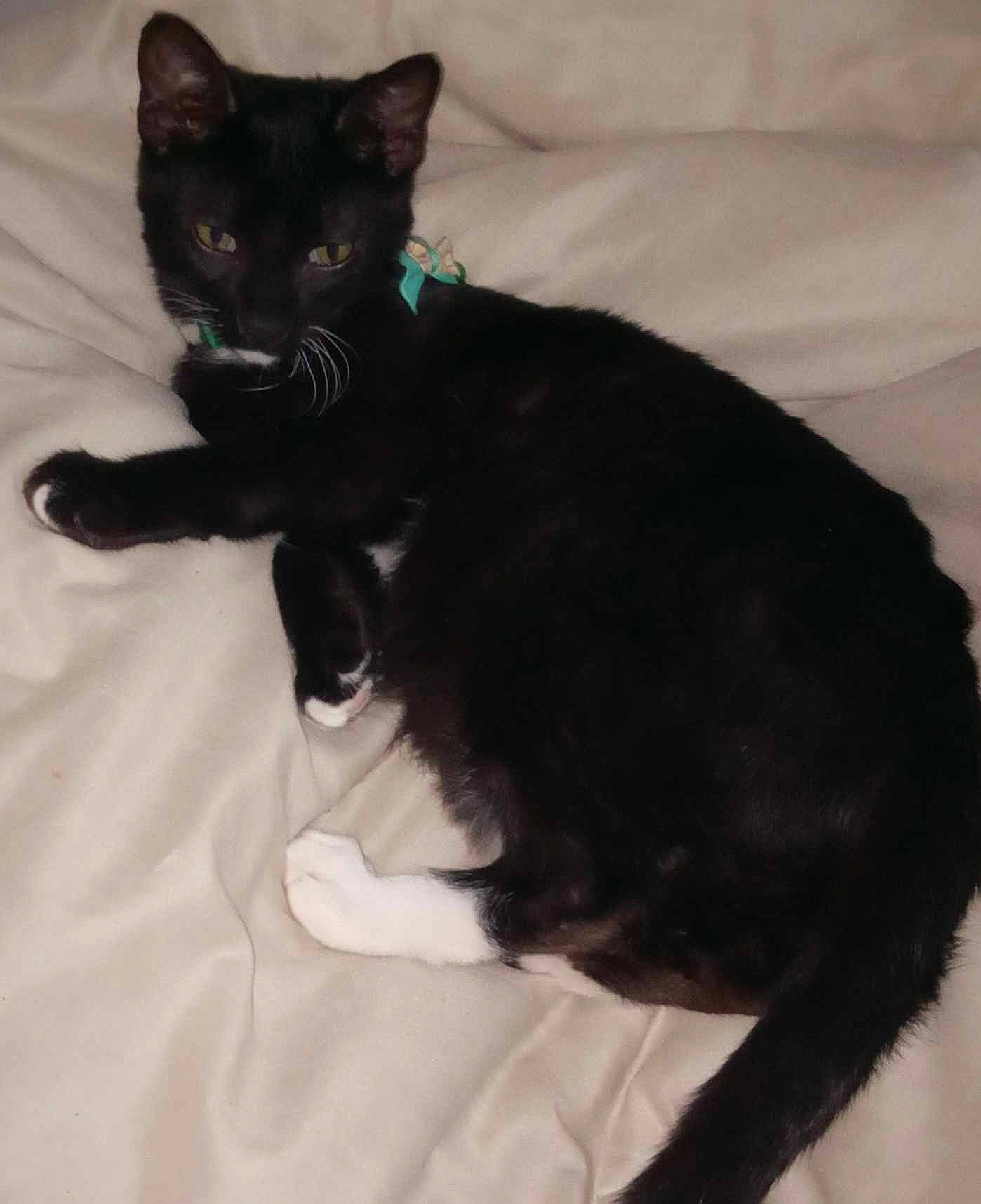 Mr. Whiskers is registered to the contest to win money with this photo: black_cat, bombay, carnivore, cat, cat_supply, claw, comfort, domestic_short_haired_cat, felidae, foot, fur, havana_brown, human_leg, paw, sitting, small_to_medium_sized_cats, snout, tail, terrestrial_animal, whiskers