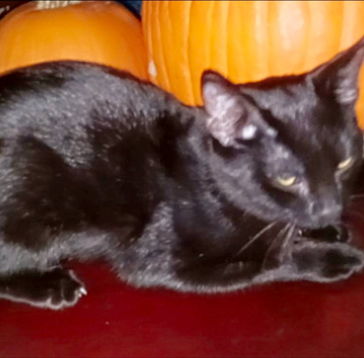 Sassy is registered to the contest to win money with this photo: balance, black_cat, bombay, carnivore, cat, claw, comfort, couch, domestic_short_haired_cat, felidae, fur, grey, havana_brown, paw, small_to_medium_sized_cats, snout, tail, terrestrial_animal, whiskers