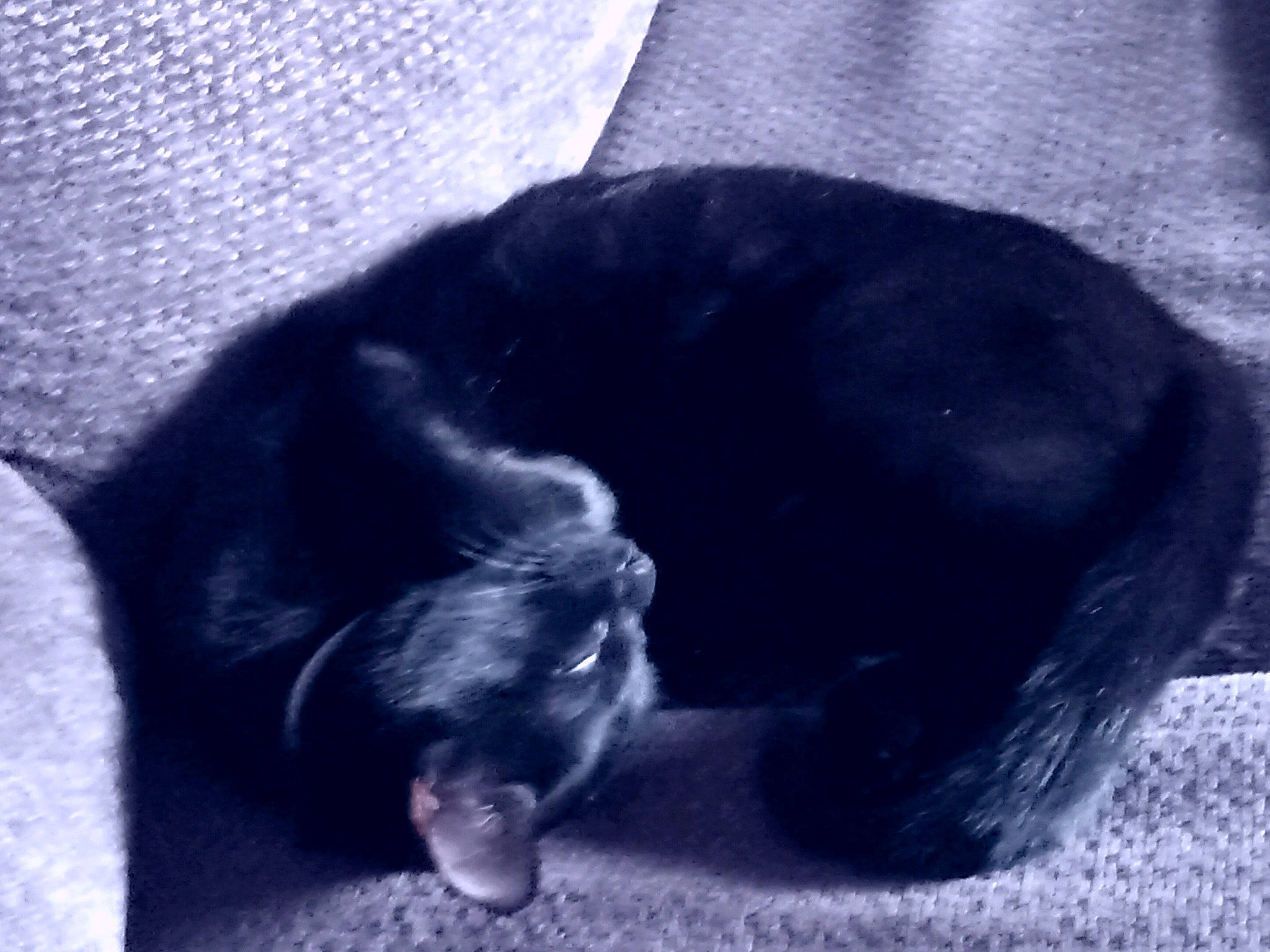 Sassy joined the competition — help win amazing prizes! black_cat, carnivore, cat, claw, cloud, comfort, companion_dog, dog_breed, domestic_short_haired_cat, felidae, foot, fur, paw, small_to_medium_sized_cats, snout, sporting_group, tail, terrestrial_animal, tints_and_shades, whiskers