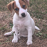 Betty participe au concours pour gagner de l'argent avec cette photo : adorable, animal, brown_and_white, canine, cute, dog, ears, eyes, fur, grass, head_tilt, nature, outdoor, pet, playful, puppy, sitting, small, snout, young