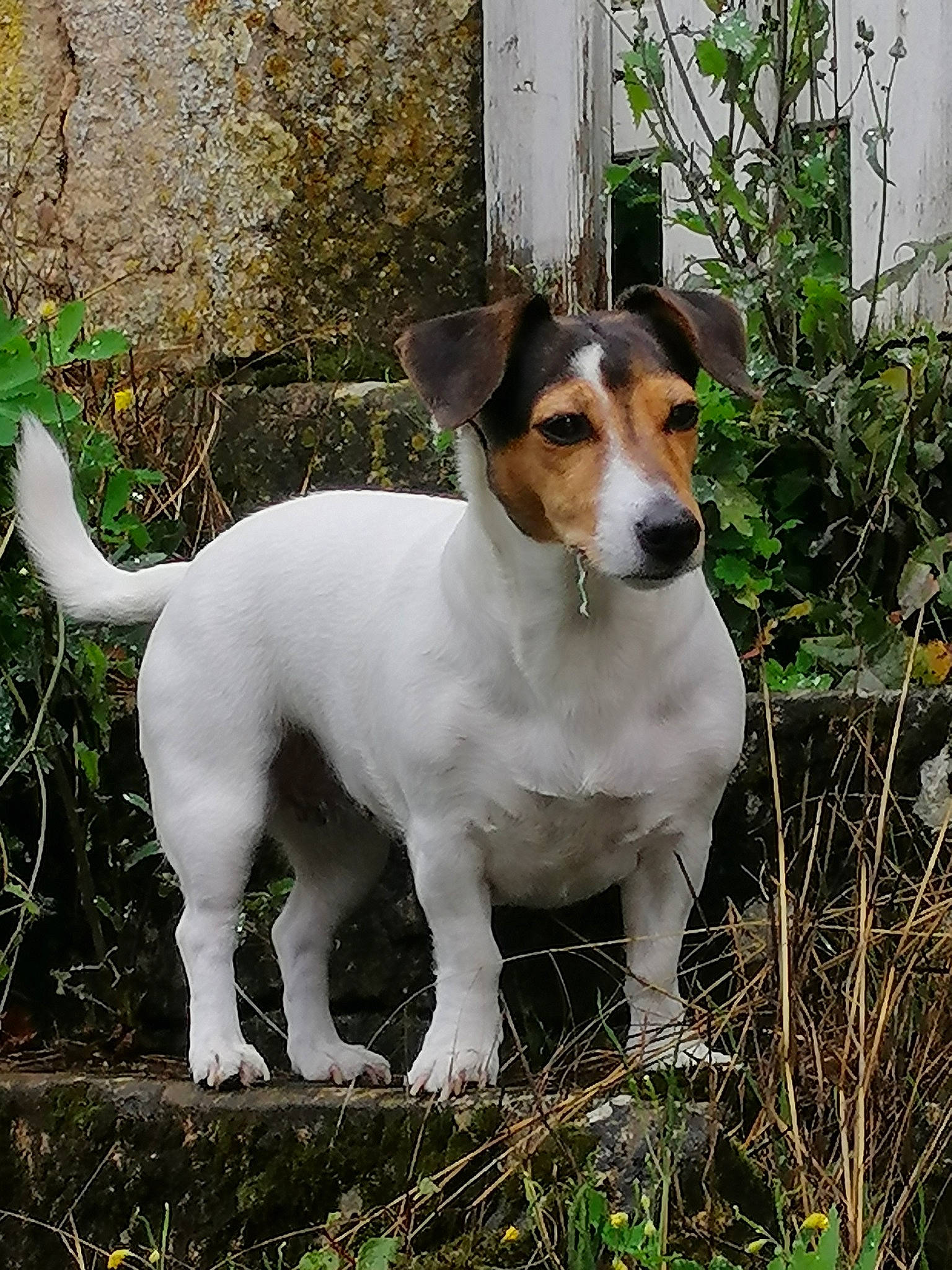 Iris participe au concours pour gagner de l'argent avec cette photo : ancient_dog_breeds, canidae, carnivore, chilean_fox_terrier, collar, companion_dog, dog, dog_breed, fawn, grass, irishjacks, plant, snout, sporting_group, tail, terrestrial_animal, terrier, whiskers, working_animal, working_dog