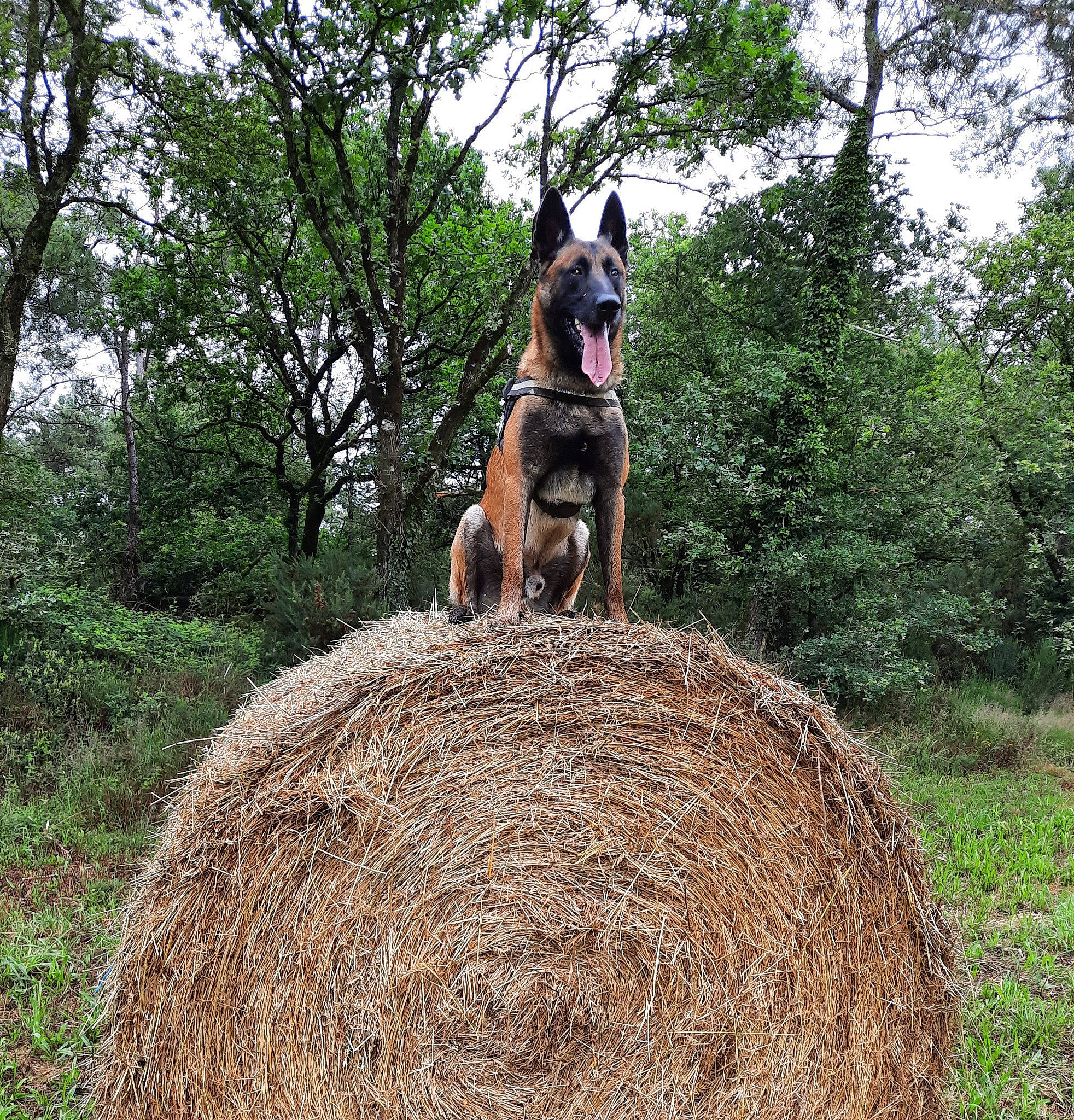 Oslo participe au concours pour gagner de l'argent avec cette photo : agriculture, canidae, carnivore, companion_dog, dog, dog_breed, dog_supply, fawn, grass, hay, herding_dog, old_german_shepherd_dog, plant, recreation, sky, soil, sporting_group, tree, wood, working_animal