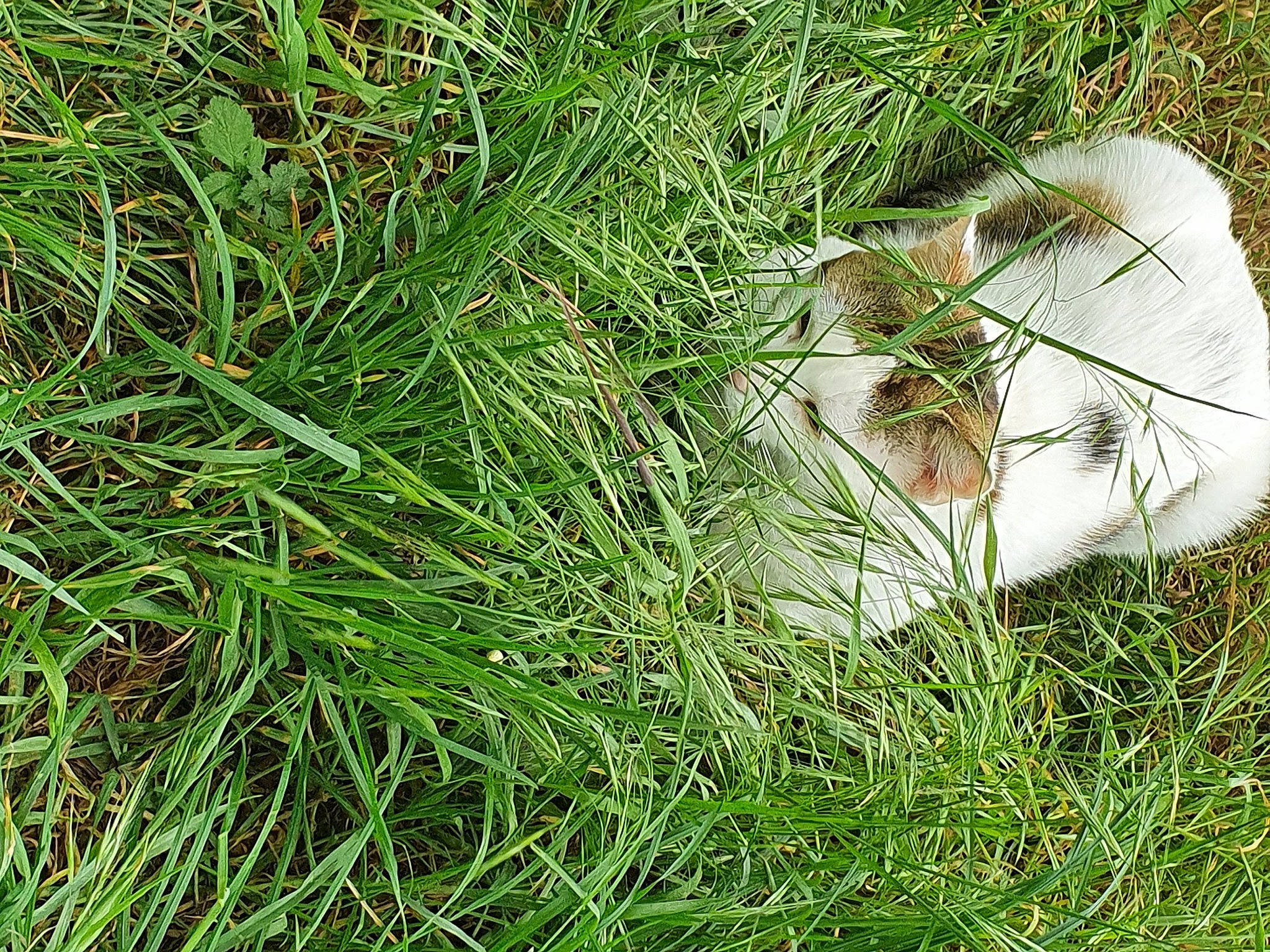 Neko a rejoint le concours — aidez-le/la à gagner de superbes lots ! fodder, grass, grass_family, grassland, lawn, pasture, plant, sedge_family, sweet_grass