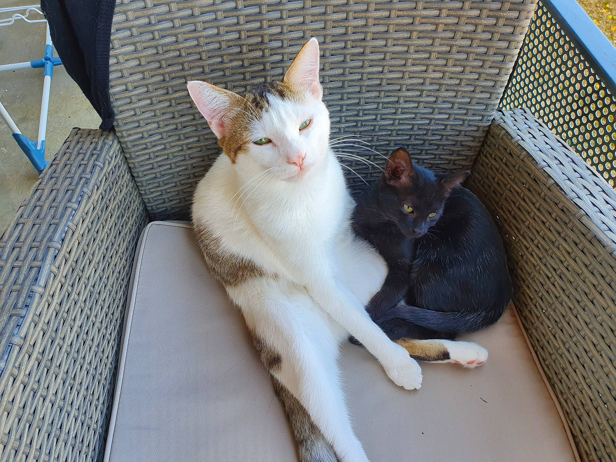 Neko a rejoint le concours — aidez-le/la à gagner de superbes lots ! aegean_cat, american_wirehair, animal_shelter, asian, carnivore, cat, domestic_short_haired_cat, european_shorthair, fawn, felidae, german_rex, kitten, mammal, polydactyl_cat, singapura, small_to_medium_sized_cats, vertebrate, whiskers