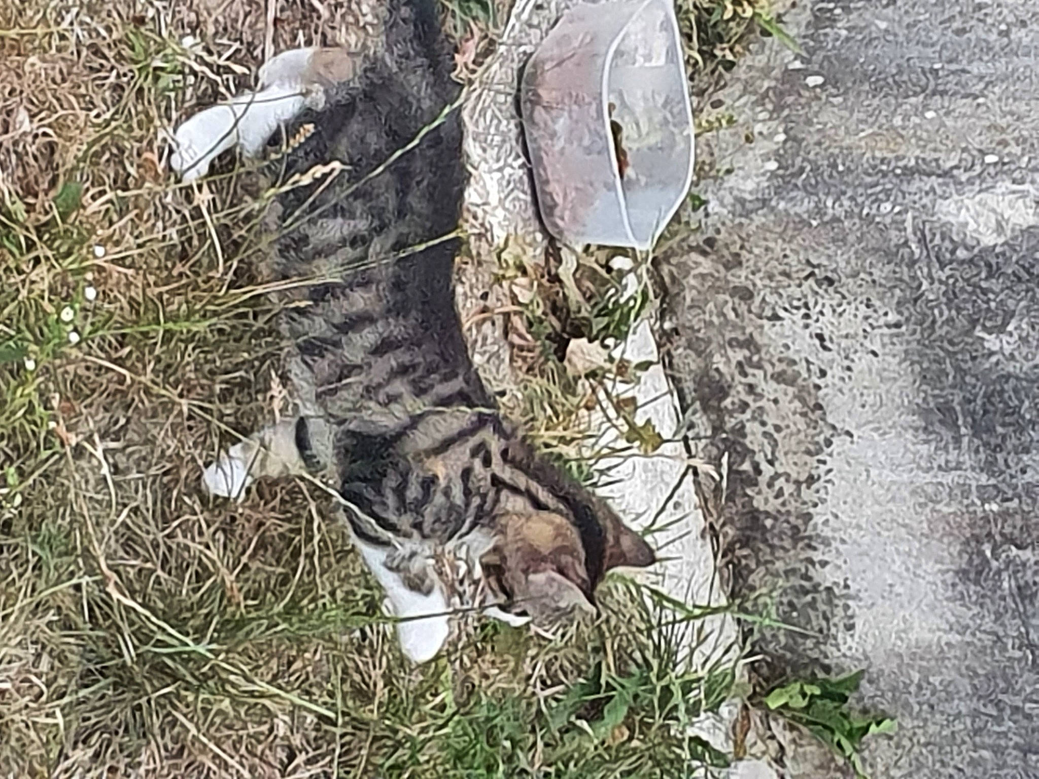 Kawa a rejoint le concours — aidez-le/la à gagner de superbes lots ! bengal, carnivore, cat, domestic_short_haired_cat, egyptian_mau, european_shorthair, felidae, grass, ocelot, small_to_medium_sized_cats, snout, tabby_cat, whiskers, wild_cat, wildlife