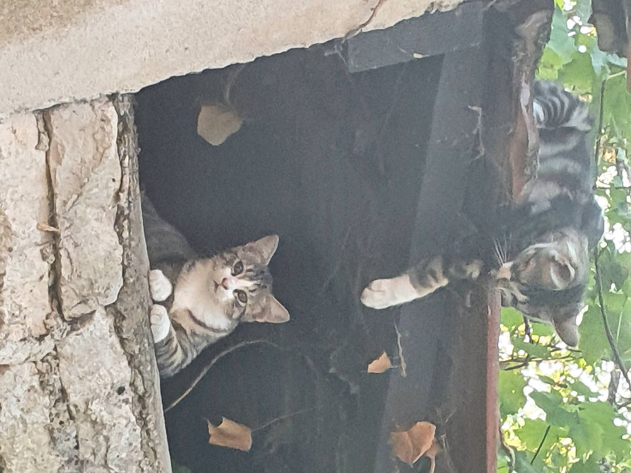 Kawa a rejoint le concours — aidez-le/la à gagner de superbes lots ! cat, felidae, small_to_medium_sized_cats