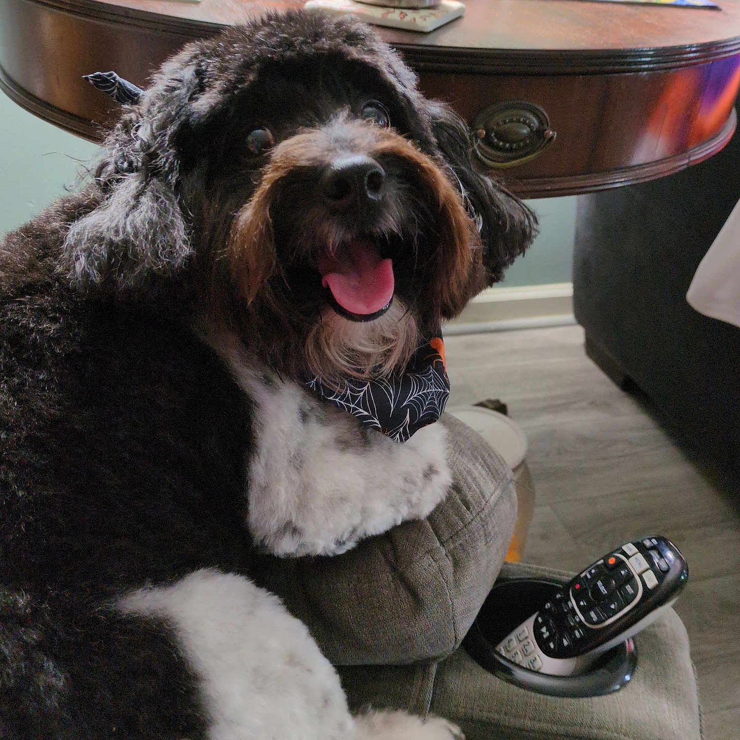 Coco is registered to the contest to win money with this photo: armchair, bandana, black_and_white, cozy, cup, dog, floor, fluffy, furniture, happy, indoor, living_room, pet, relaxed, remote_control, smiling, table, tongue, tongue_out, wooden_table