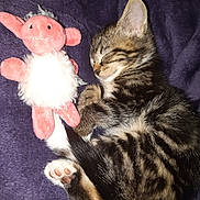 Nala participe au concours pour gagner de l'argent avec cette photo : american_shorthair, american_wirehair, bengal, california_spangled, carnivoran, cat, cat_like_mammal, domestic_short_haired_cat, dragon_li, european_shorthair, fauna, fur, kitten, mammal, ocicat, paw, small_to_medium_sized_cats, tabby_cat, toyger, whiskers