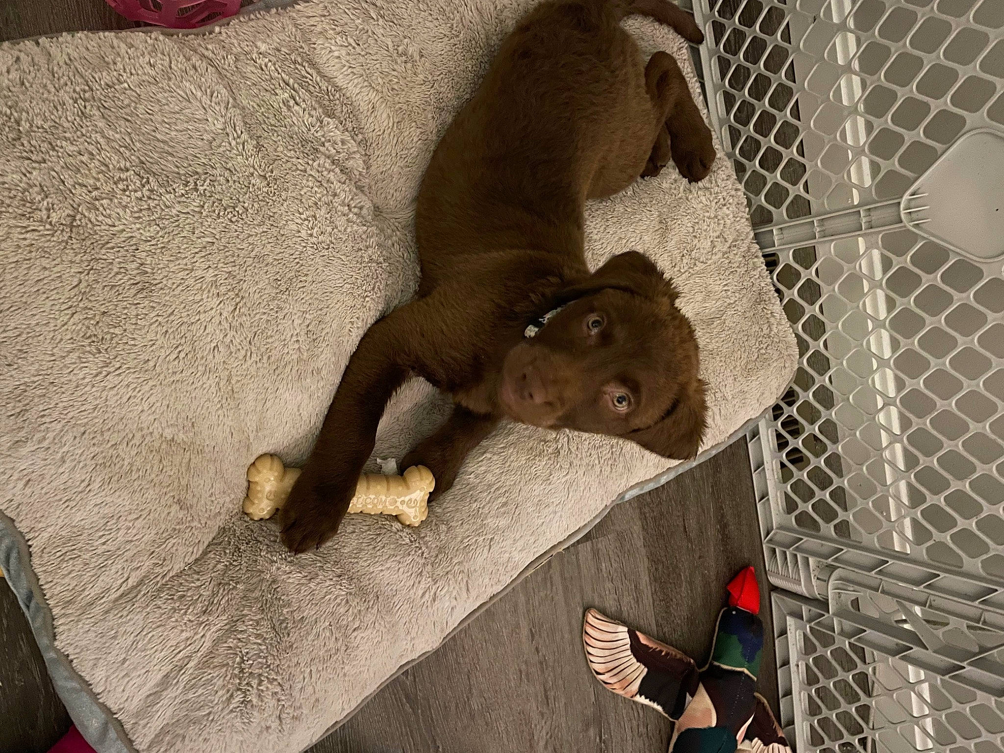 Willow is registered to the contest to win money with this photo: bed, canidae, carnivore, comfort, companion_dog, dog_breed, fawn, flooring, fur, grey, guard_dog, linens, liver, mesh, paw, sporting_group, terrestrial_animal, toy, whiskers, working_animal