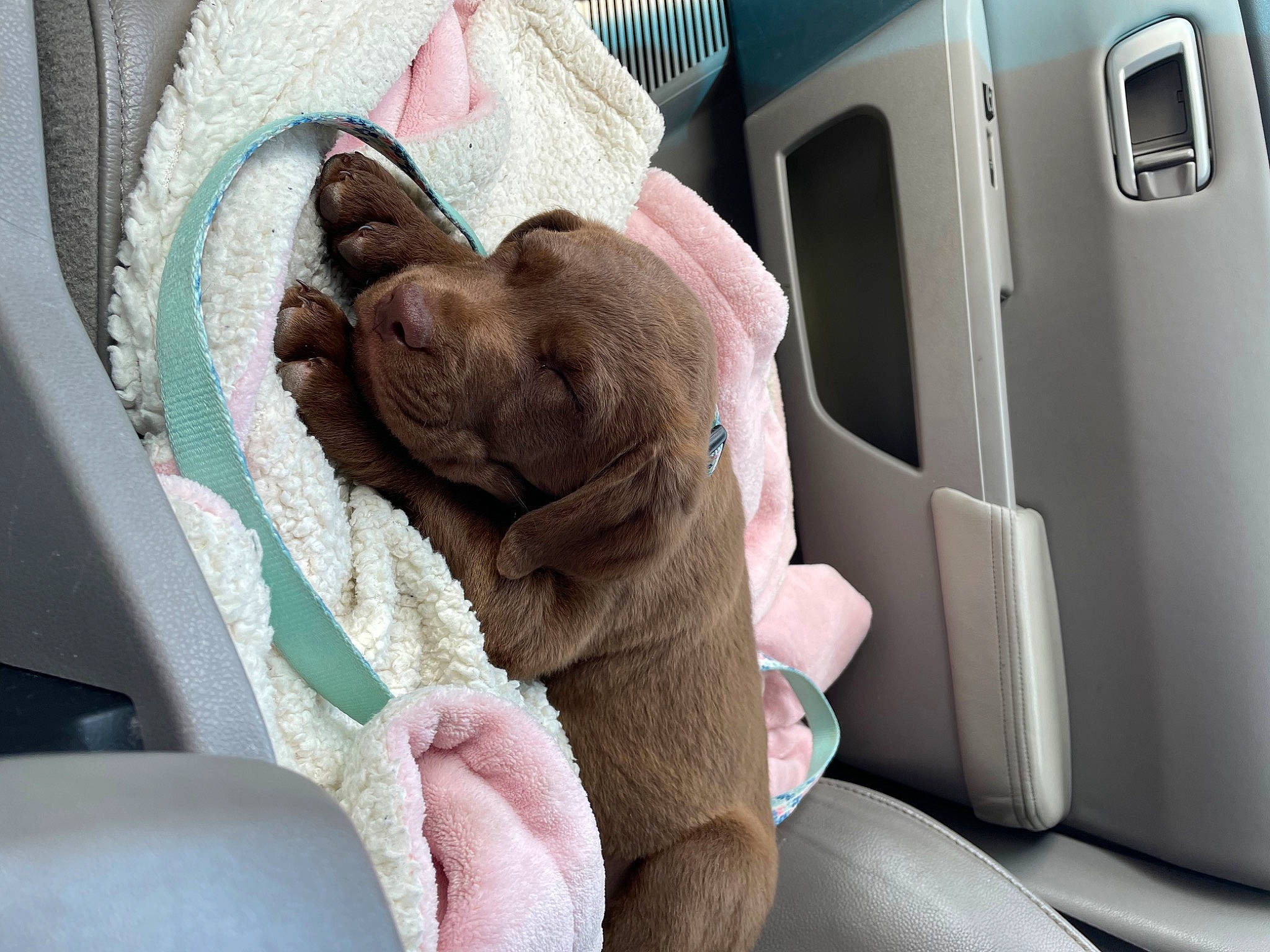 Willow is registered to the contest to win money with this photo: auto_part, car, car_seat, car_seat_cover, carnivore, comfort, companion_dog, dog, dog_breed, family_car, fawn, gesture, head_restraint, liver, motor_vehicle, snout, sporting_group, vehicle, vehicle_door, window