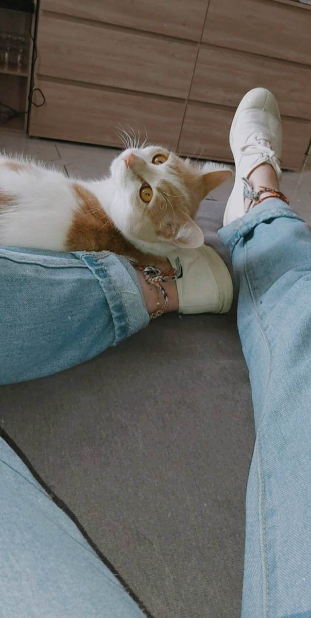 Rozélia participe au concours pour gagner de l'argent avec cette photo : carnivore, cat, comfort, denim, fashion_accessory, fawn, felidae, foot, fur, gesture, glove, grey, human_leg, knee, leg, mammal, small_to_medium_sized_cats, sock, textile, wood