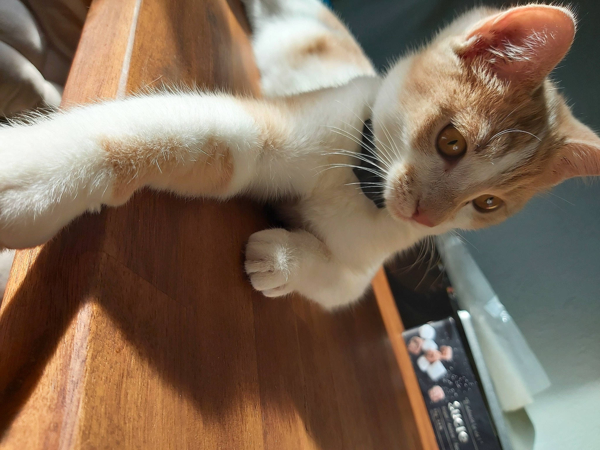 Rozélia participe au concours pour gagner de l'argent avec cette photo : asian, carnivore, cat, claw, domestic_short_haired_cat, ear, eye, fawn, felidae, fur, hand, kitten, ojos_azules, polydactyl_cat, small_to_medium_sized_cats, tail, turkish_van, whiskers