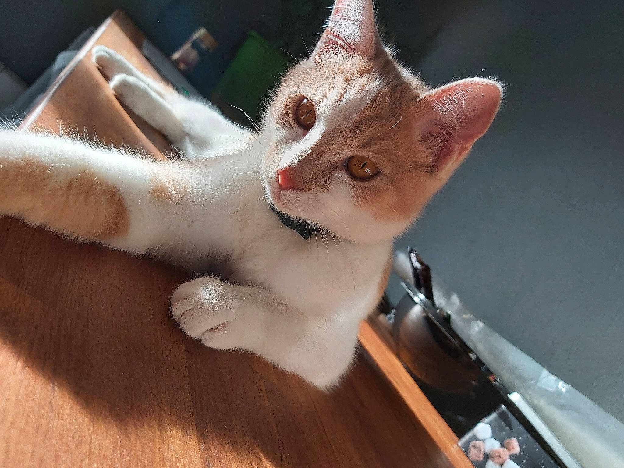 Rozélia a rejoint le concours — aidez-le/la à gagner de superbes lots ! aegean_cat, american_wirehair, asian, carnivore, cat, domestic_short_haired_cat, european_shorthair, eye, fawn, felidae, fur, kitten, mammal, ojos_azules, paw, polydactyl_cat, small_to_medium_sized_cats, tail, turkish_van, whiskers