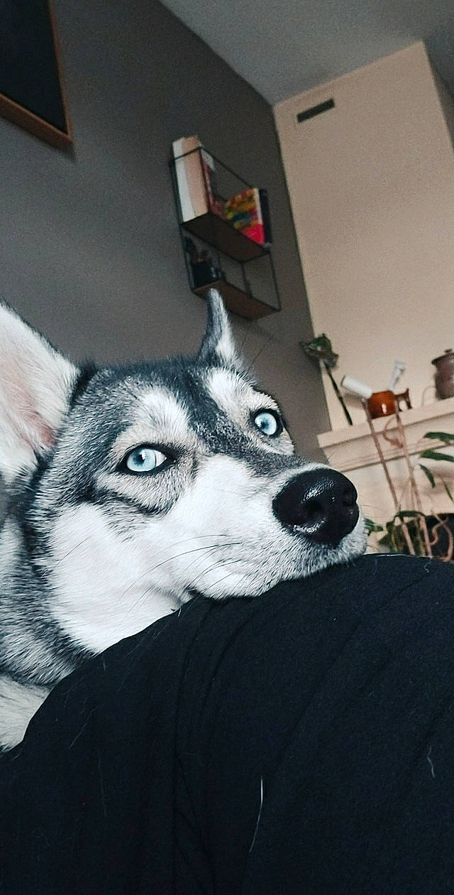 Phibie participe au concours pour gagner de l'argent avec cette photo : alaskan_klee_kai, alaskan_malamute, canidae, carnivore, dog, dog_breed, eye, fur, head, mammal, miniature_siberian_husky, northern_inuit_dog, nose, sakhalin_husky, siberian_husky, sled_dog, snout, tamaskan_dog, vertebrate, wolfdog