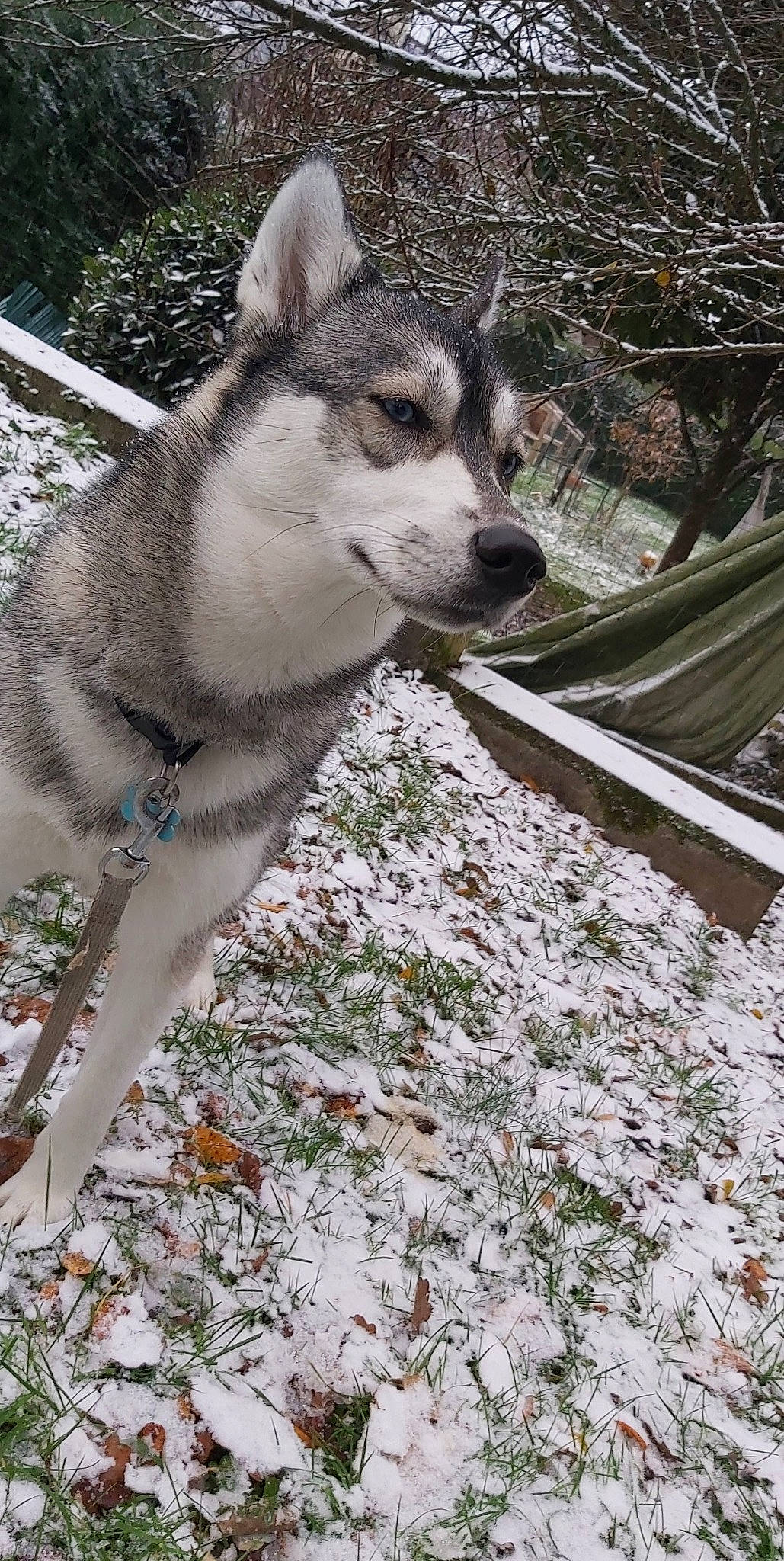 Phibie participe au concours pour gagner de l'argent avec cette photo : canis, carnivore, dog, dog_breed, freezing, fur, grey, plant, siberian_husky, sled_dog, snow, tail, terrestrial_animal, tree, twig, whiskers, winter, wolf, wood, working_animal