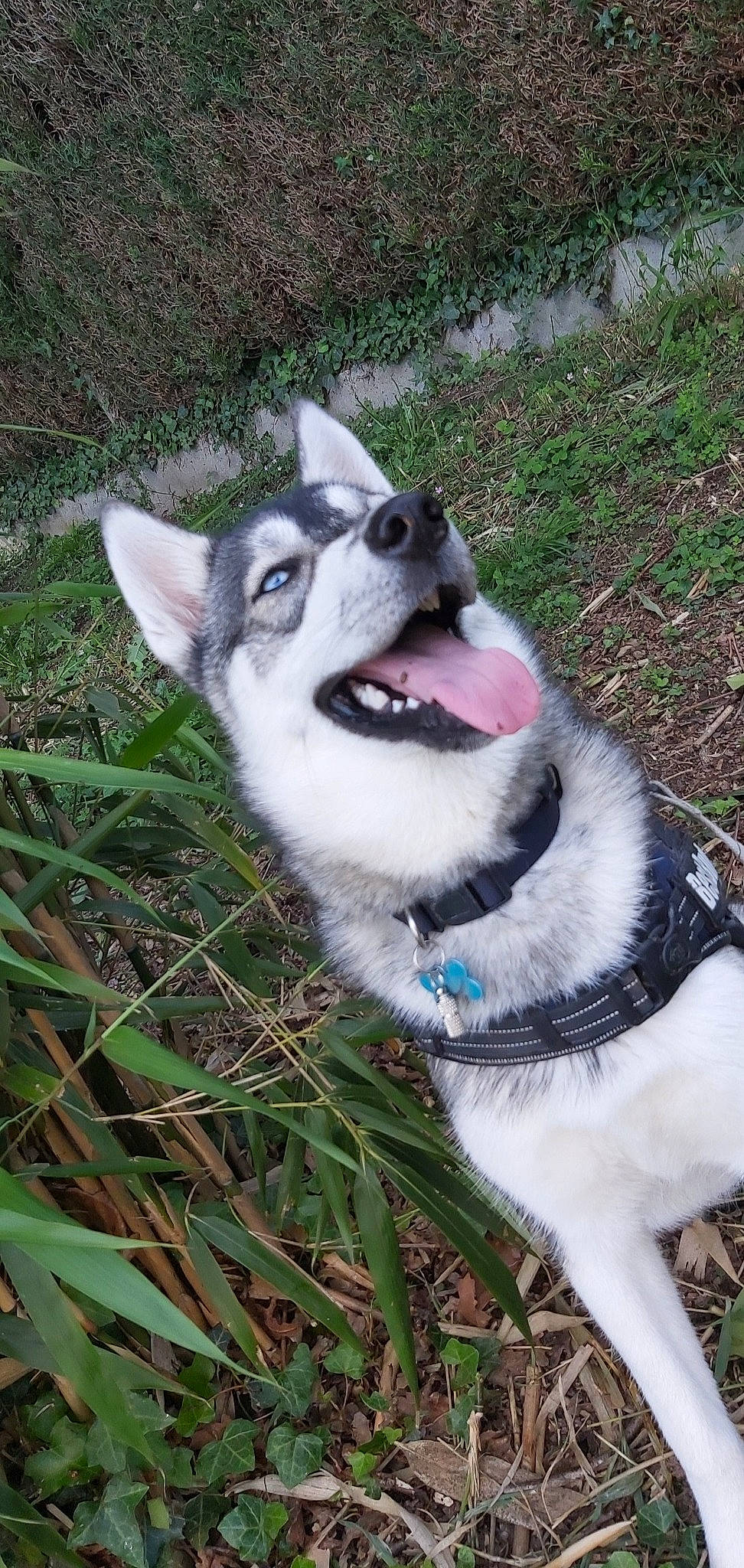 Phibie a rejoint le concours — aidez-le/la à gagner de superbes lots ! alaskan_klee_kai, alaskan_malamute, canidae, carnivore, dog, dog_breed, east_siberian_laika, jamthund, mammal, native_american_indian_dog, northern_inuit_dog, saarloos_wolfdog, seppala_siberian_sleddog, siberian_husky, sled_dog, snout, tamaskan_dog, vertebrate, west_siberian_laika, wolfdog