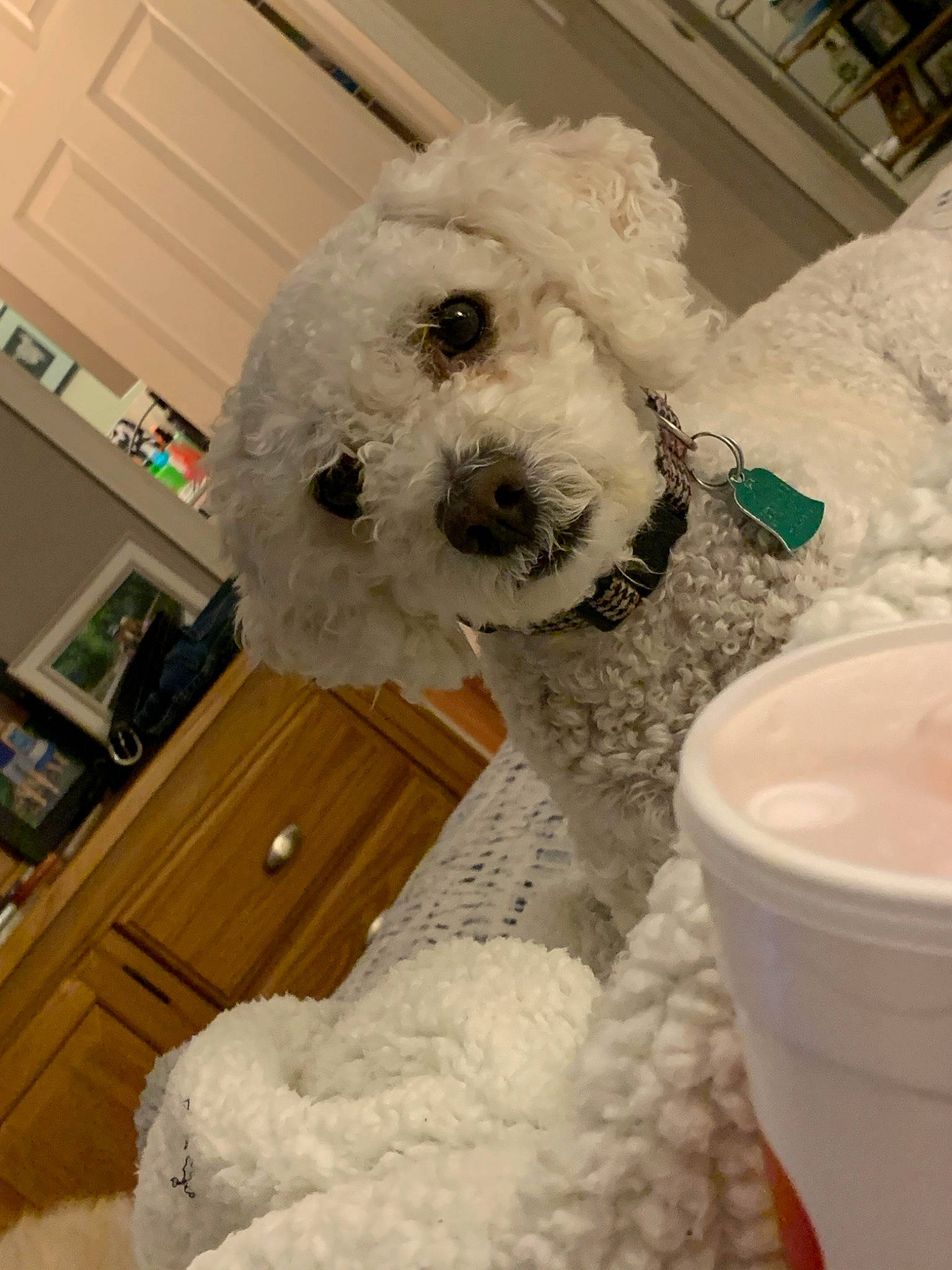 Lucky joined the competition — help win amazing prizes! bichon, bichon_frise, canidae, carnivore, companion_dog, dog, dog_breed, havanese, irish_soft_coated_wheaten_terrier, maltepoo, maltese, mammal, miniature_poodle, non_sporting_group, puppy, rare_breed_dog, snow, sporting_group, toy_dog, toy_poodle