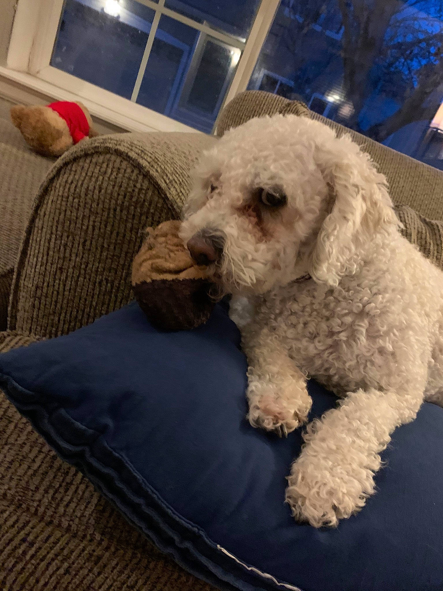 Lucky joined the competition — help win amazing prizes! canidae, carnivore, cockapoo, companion_dog, dog, dog_breed, goldendoodle, lagotto_romagnolo, maltepoo, mammal, miniature_poodle, non_sporting_group, poodle, poodle_crossbreed, snout, spanish_water_dog, sporting_group, toy_dog, toy_poodle, vertebrate