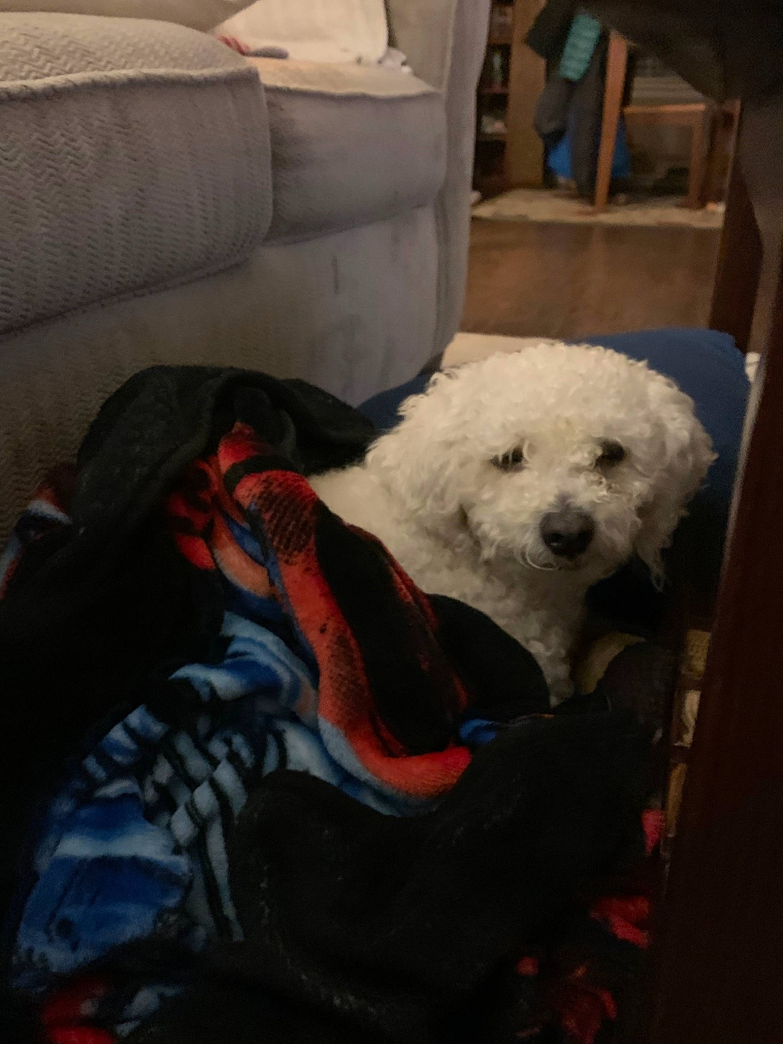 Lucky joined the competition — help win amazing prizes! bichon, bichon_frise, bolognese, canidae, carnivore, companion_dog, dog, dog_breed, goldendoodle, maltepoo, maltese, mammal, miniature_poodle, non_sporting_group, poodle, puppy, schnoodle, snout, toy_dog, toy_poodle