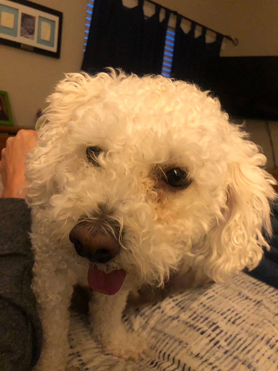 Lucky is registered to the contest to win money with this photo: bichon, bichon_frise, bolonka, canidae, carnivore, cockapoo, companion_dog, dog, dog_breed, lagotto_romagnolo, maltepoo, mammal, miniature_poodle, poodle, poodle_crossbreed, schnoodle, snout, spanish_water_dog, toy_poodle, vertebrate