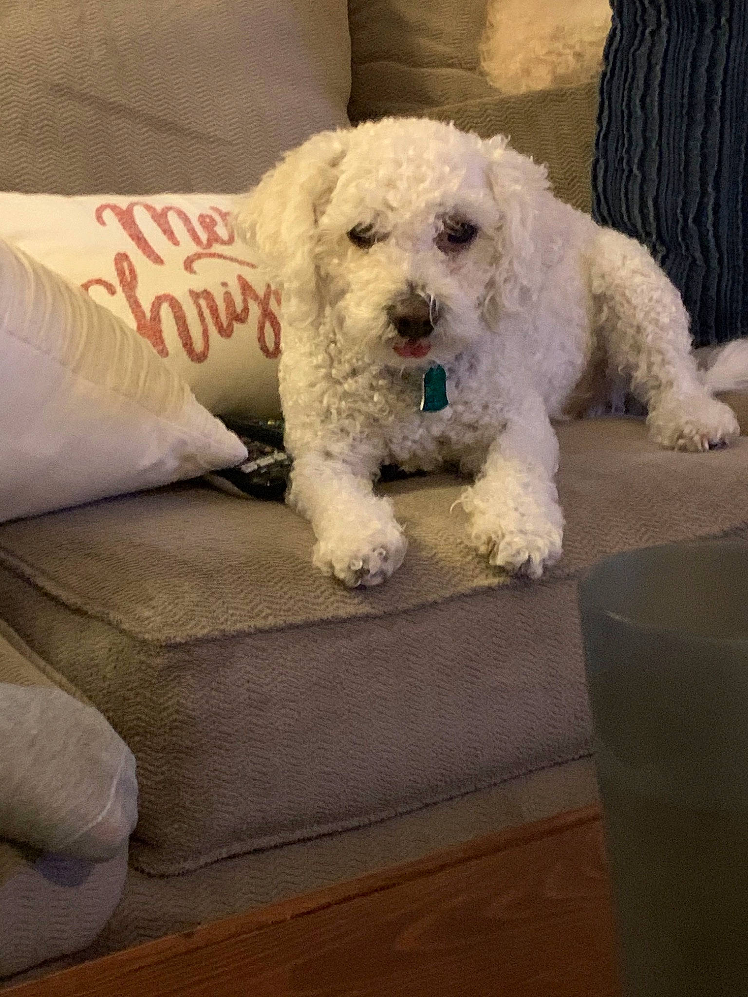 Lucky is registered to the contest to win money with this photo: bichon, bichon_frise, bolognese, canidae, carnivore, cockapoo, companion_dog, dog, dog_breed, maltepoo, mammal, miniature_poodle, non_sporting_group, poodle, poodle_crossbreed, puppy, sporting_group, toy_dog, toy_poodle, vertebrate