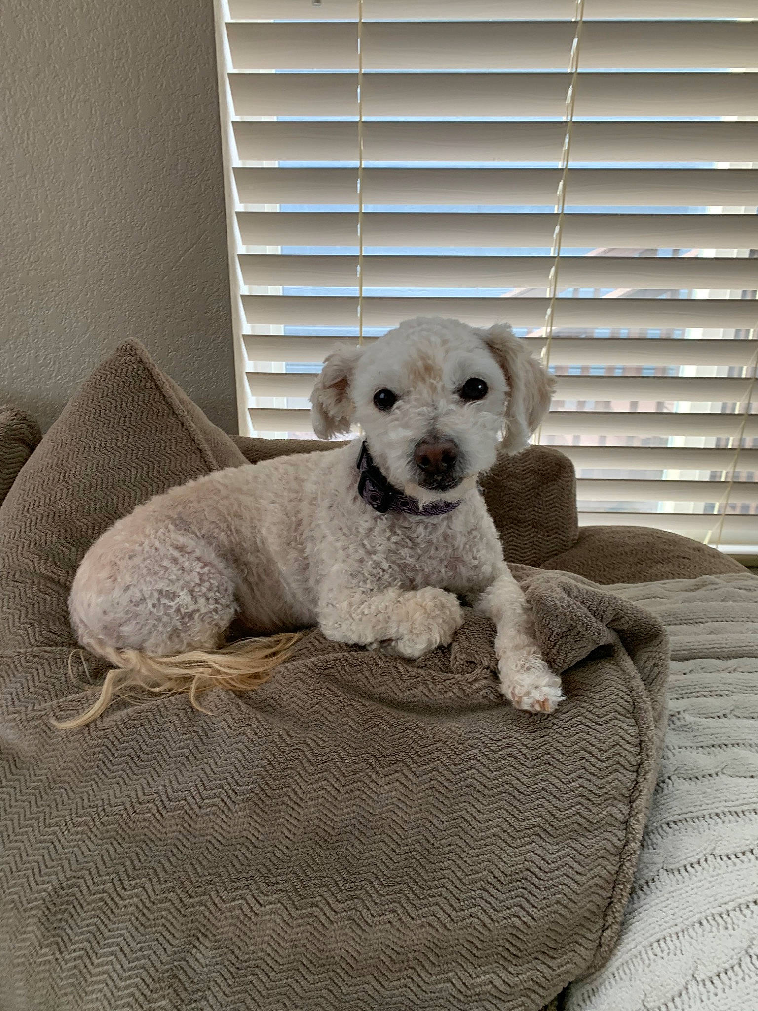 Patty joined the competition — help win amazing prizes! canidae, carnivore, companion_dog, dog, dog_bed, dog_breed, mammal, non_sporting_group, puppy, schnoodle, vertebrate