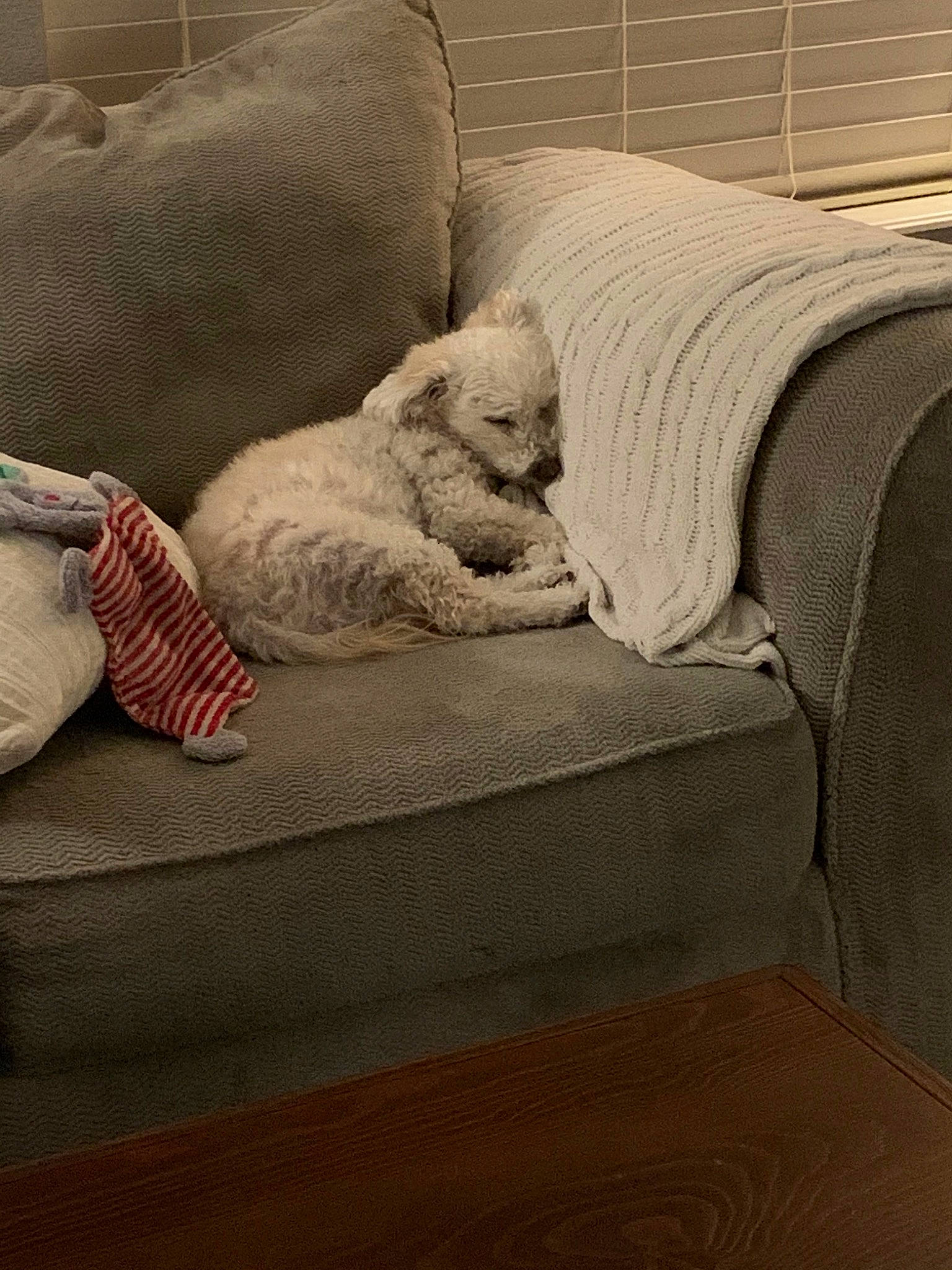 Patty joined the competition — help win amazing prizes! bedding, bedroom, canidae, carnivore, cat, comfort, companion_dog, couch, felidae, fur, furniture, linens, nap, room