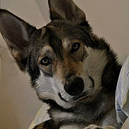Jeryko participe au concours pour gagner de l'argent avec cette photo : canidae, carnivore, czechoslovakian_wolfdog, dog, dog_breed, east_siberian_laika, jamthund, lapponian_herder, mammal, native_american_indian_dog, northern_inuit_dog, saarloos_wolfdog, seppala_siberian_sleddog, siberian_husky, sled_dog, snout, tamaskan_dog, vertebrate, west_siberian_laika, wolfdog