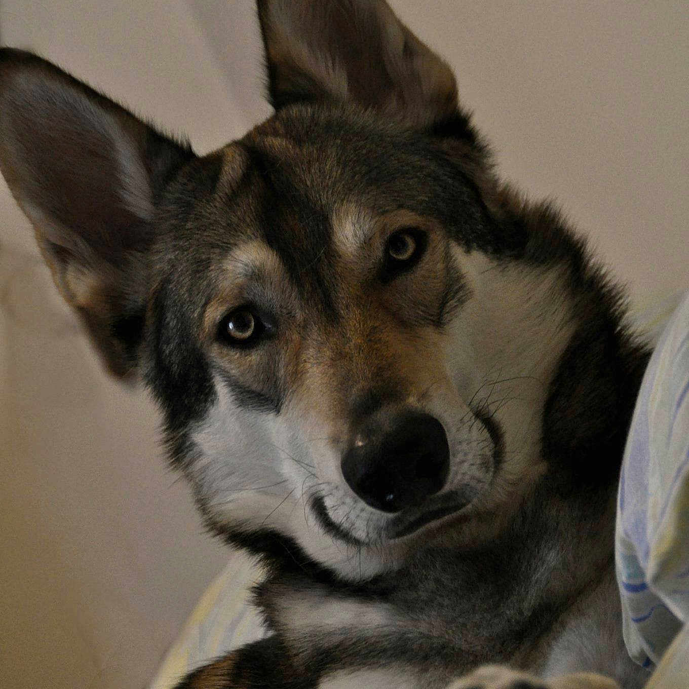 Jeryko