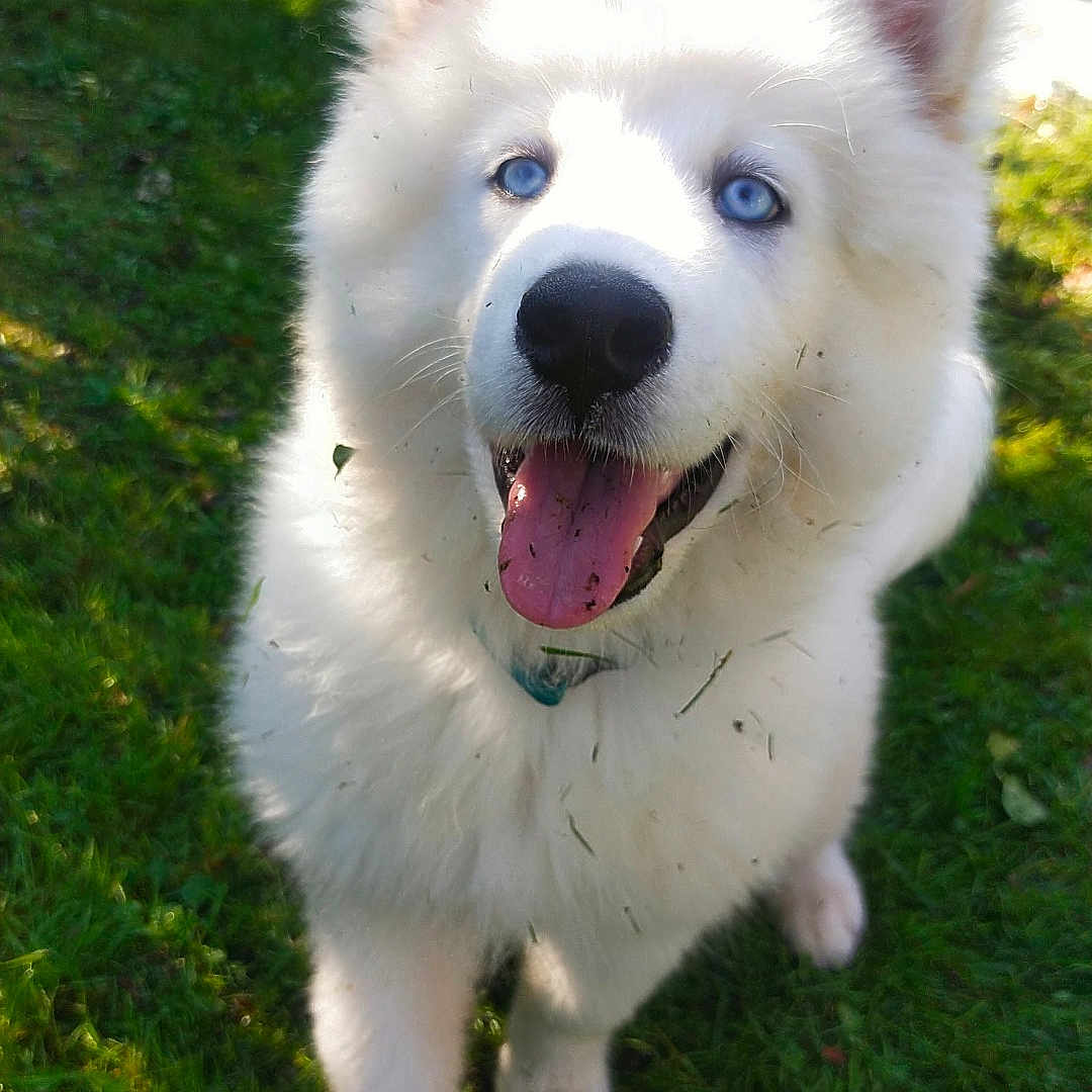 Pasha