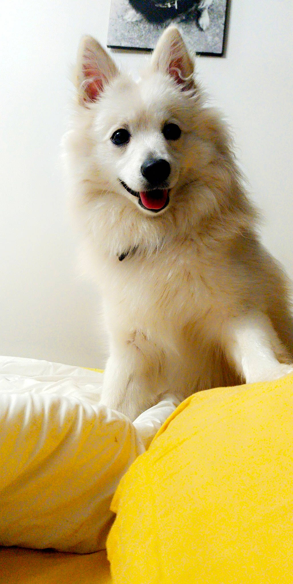 Poppy a rejoint le concours — aidez-le/la à gagner de superbes lots ! american_eskimo_dog, canidae, carnivore, companion_dog, dog, dog_breed, dog_supply, fur, german_spitz, german_spitz_klein, japanese_spitz, non_sporting_group, samoyed, snout, spitz, sporting_group, volpino_italiano, working_animal, working_dog, yellow