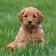 Axle is registered to the contest to win money with this photo: puppy, dog, grass, collar, bell, outdoor, pet, canine, cute, animal, fur, young, nature, green, sitting, adorable, portrait, small, fluffy, calm