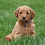 puppy, dog, grass, collar, bell, outdoor, pet, canine, cute, animal, fur, young, nature, green, sitting, adorable, portrait, small, fluffy, calm