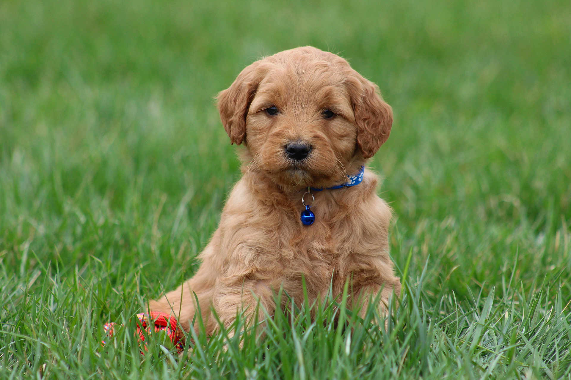 Axle is registered to the contest to win money with this photo: puppy, dog, grass, collar, bell, outdoor, pet, canine, cute, animal, fur, young, nature, green, sitting, adorable, portrait, small, fluffy, calm